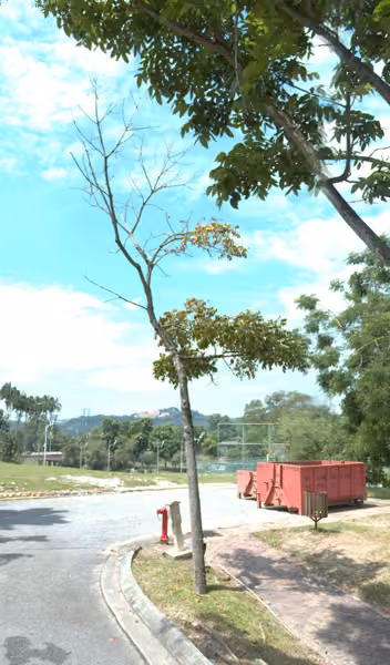 tree photo