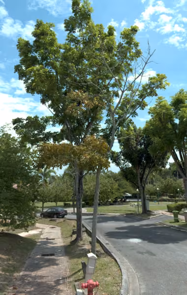 tree photo