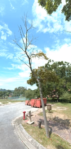 tree photo