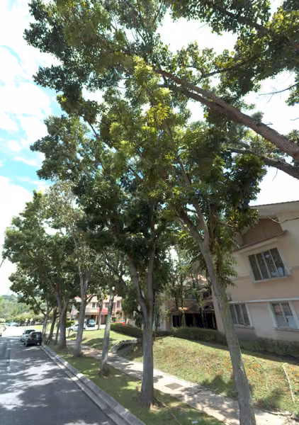 tree photo