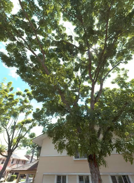 tree photo