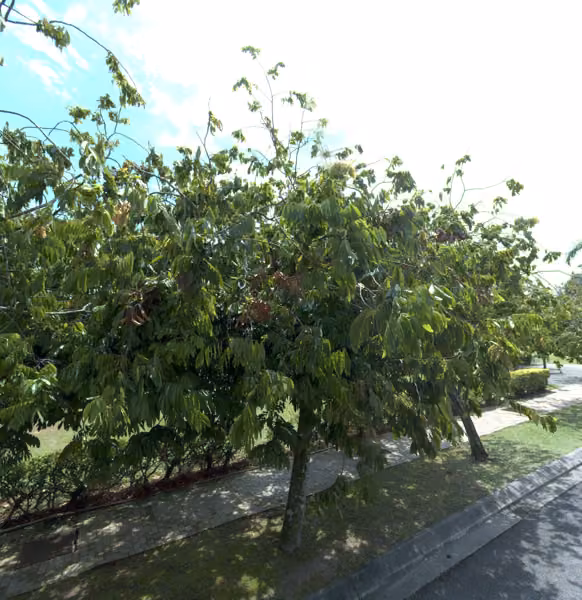 tree photo