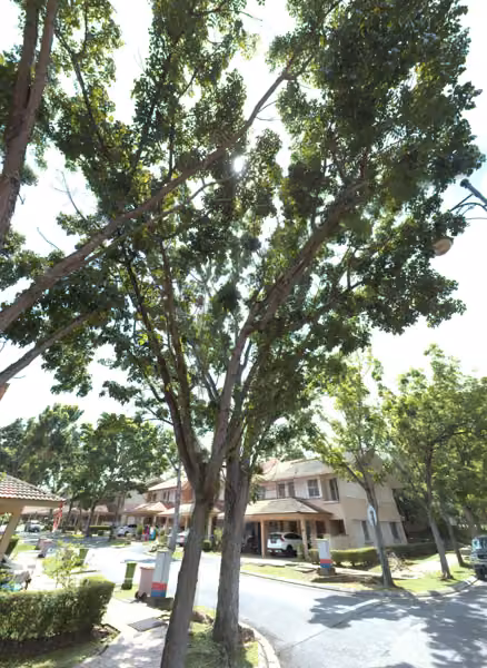 tree photo