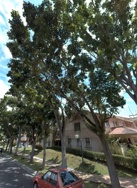 tree photo