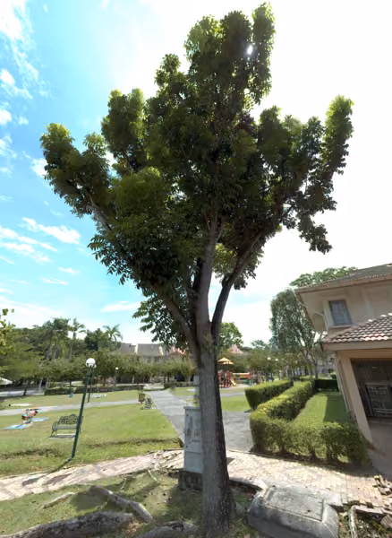 tree photo