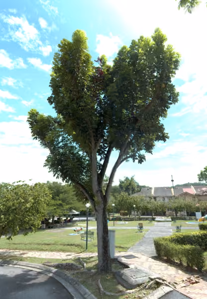 tree photo