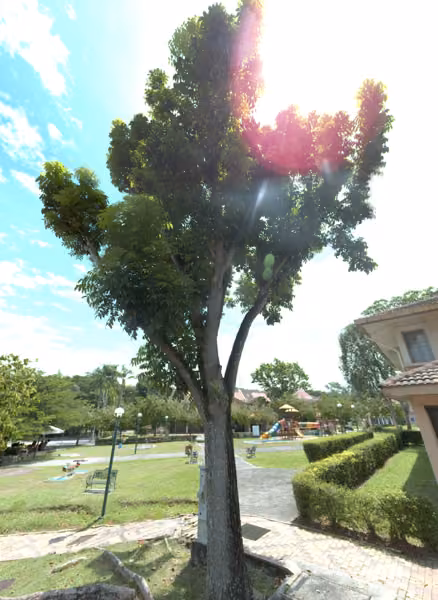 tree photo