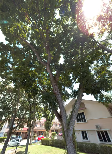 tree photo