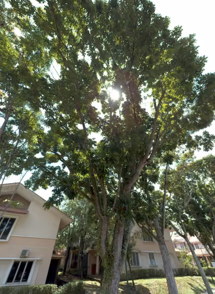 tree photo
