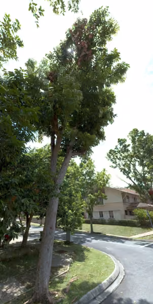 tree photo