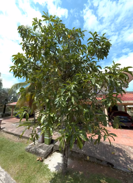 tree photo