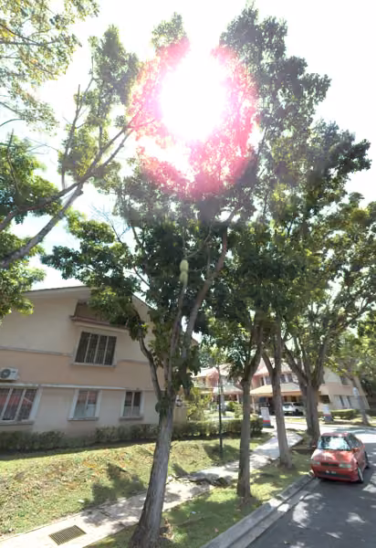 tree photo