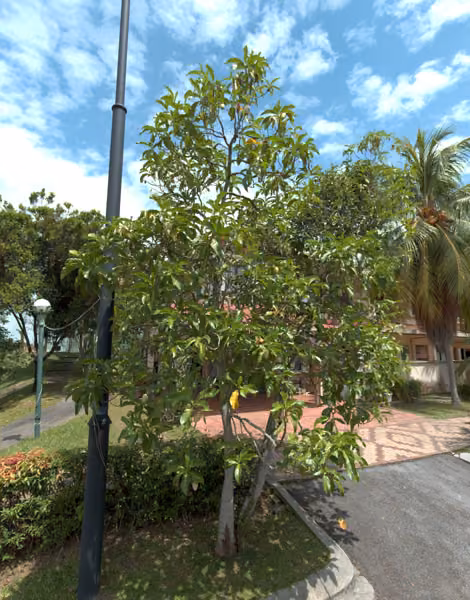 tree photo