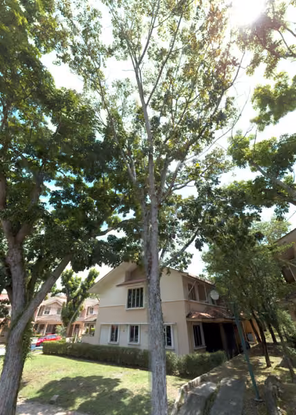 tree photo