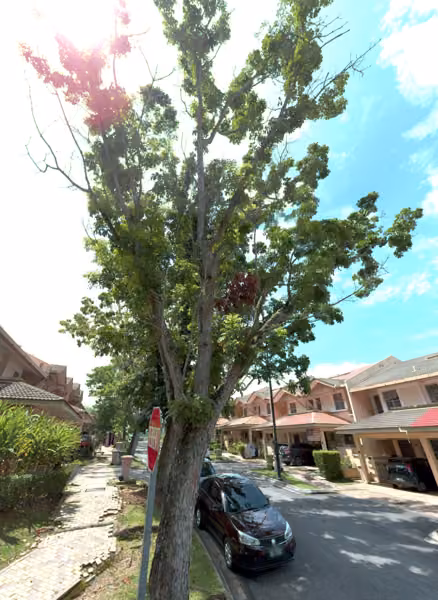 tree photo
