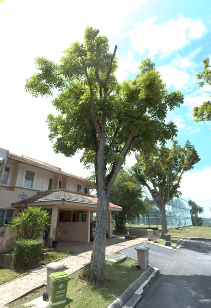 tree photo