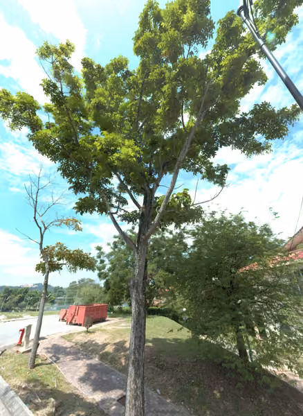 tree photo