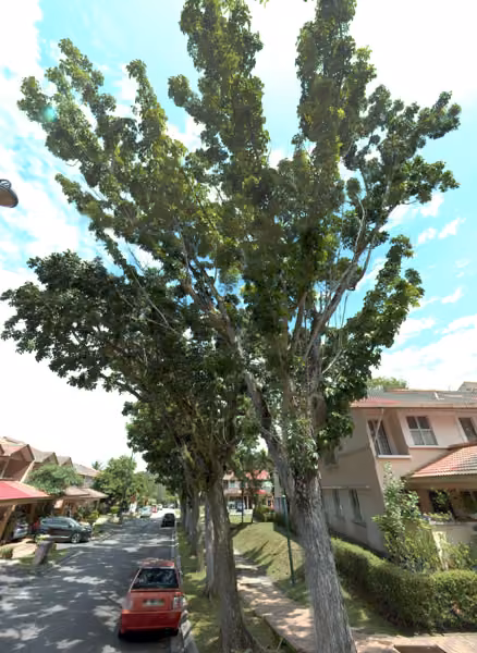 tree photo