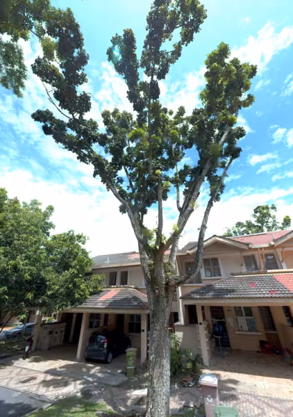 tree photo
