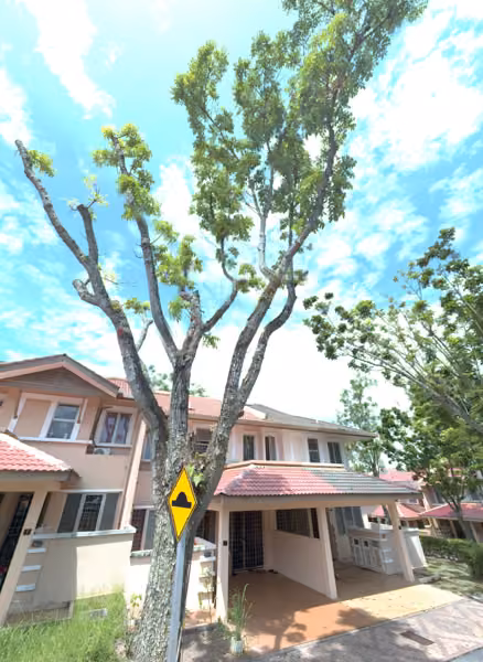 tree photo