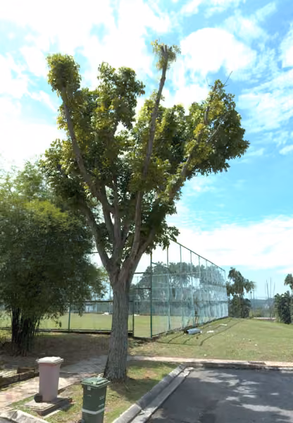 tree photo