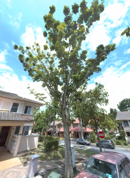 tree photo