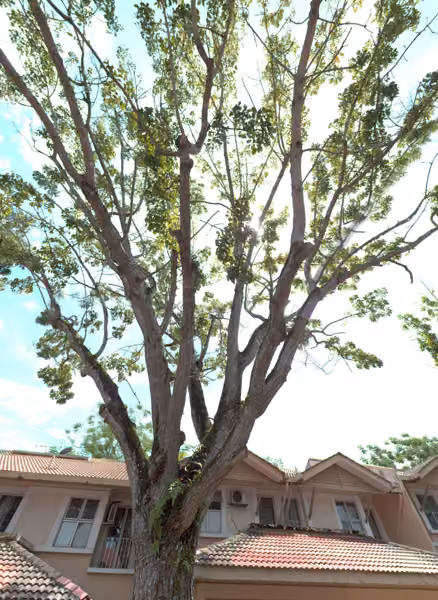 tree photo