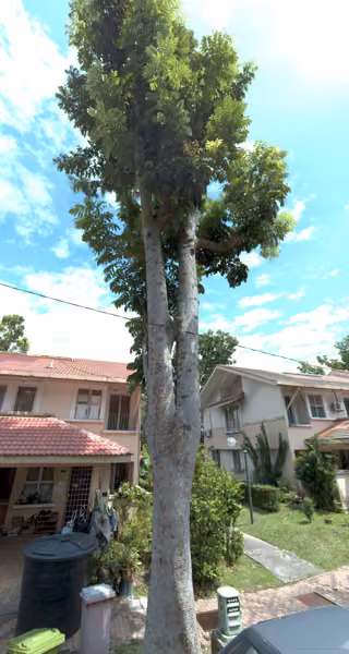 tree photo