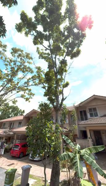 tree photo