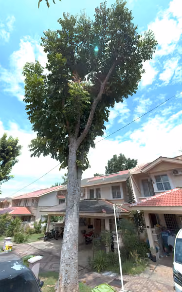tree photo