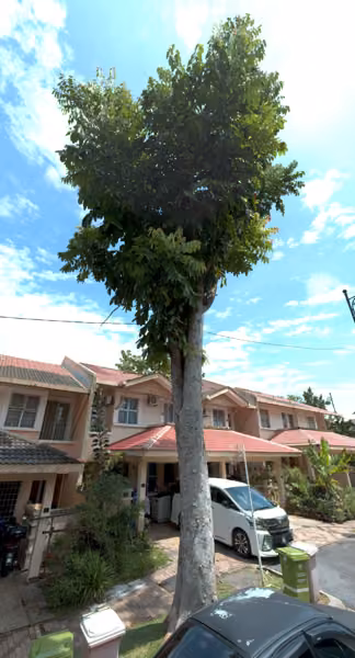 tree photo