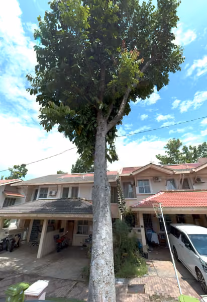 tree photo