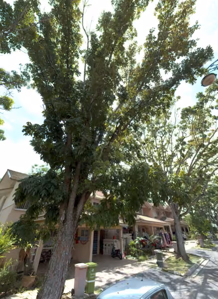 tree photo