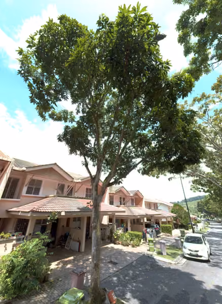 tree photo