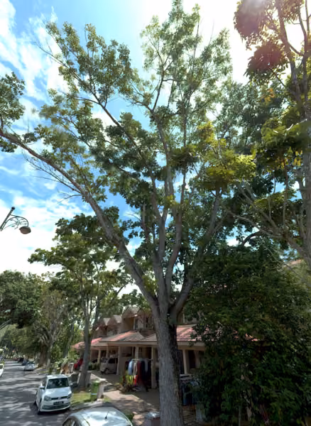 tree photo