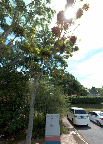 tree photo