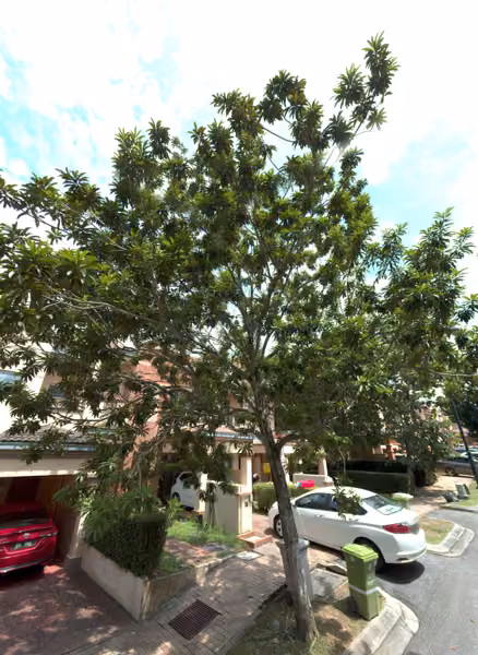 tree photo