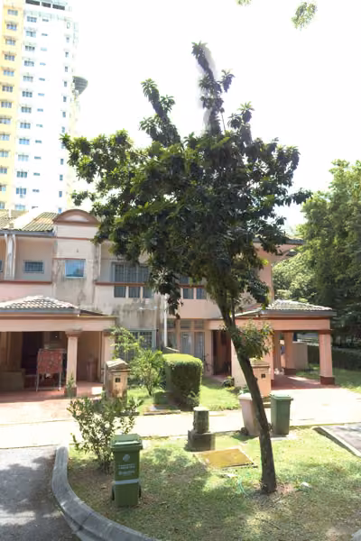 tree photo