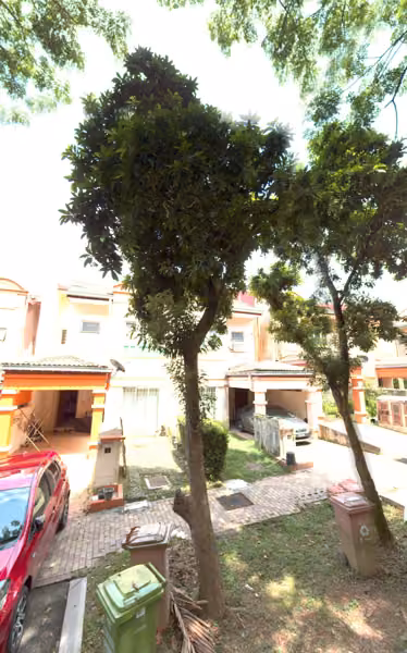 tree photo