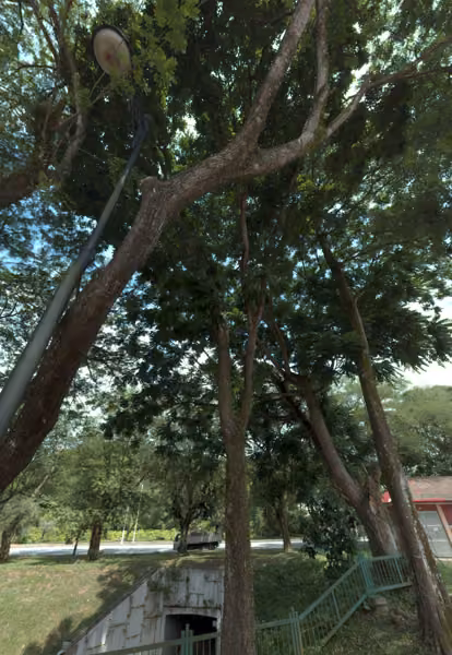 tree photo