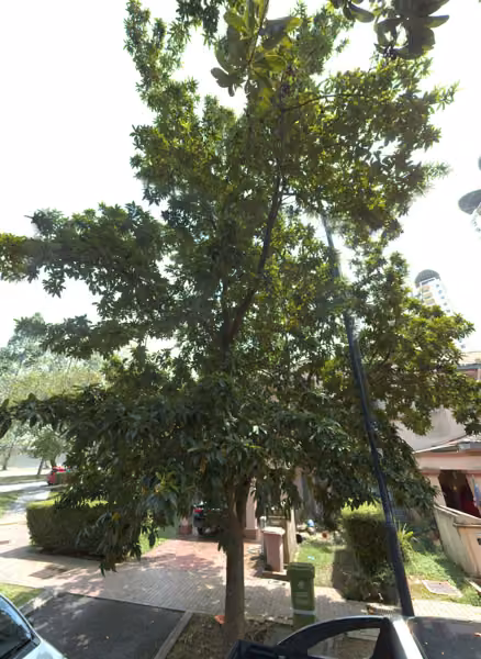 tree photo