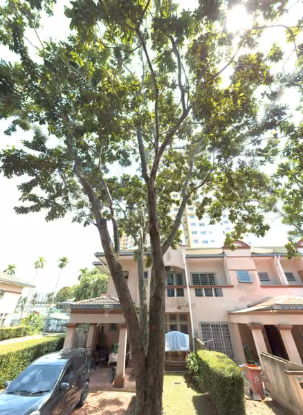 tree photo
