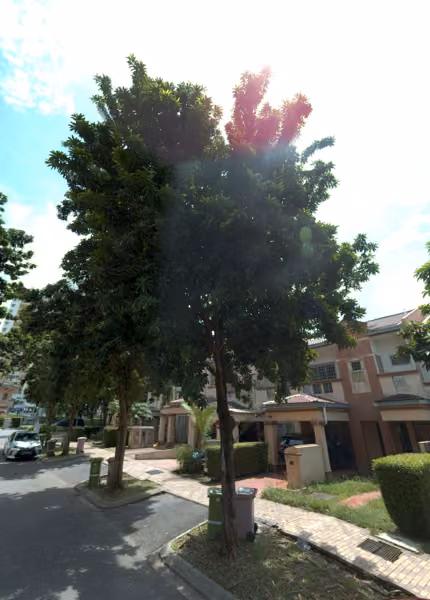 tree photo