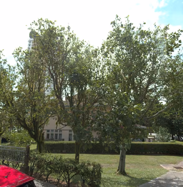 tree photo