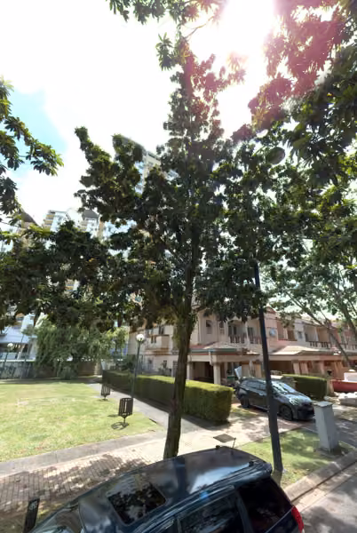 tree photo