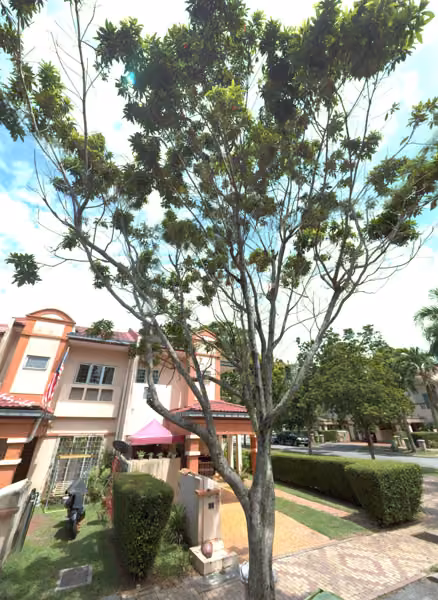 tree photo
