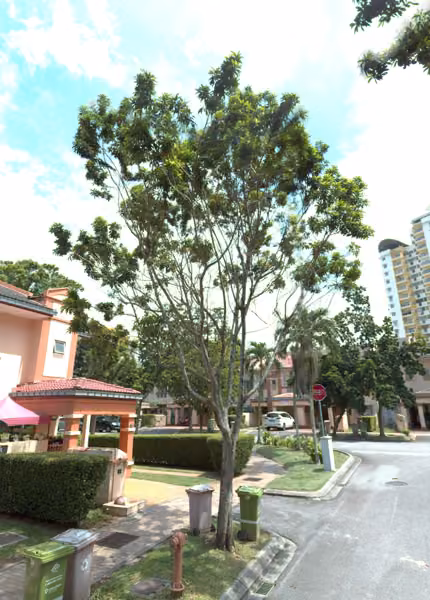 tree photo