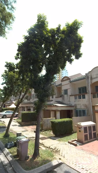 tree photo