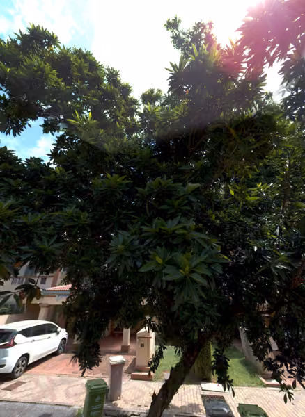 tree photo