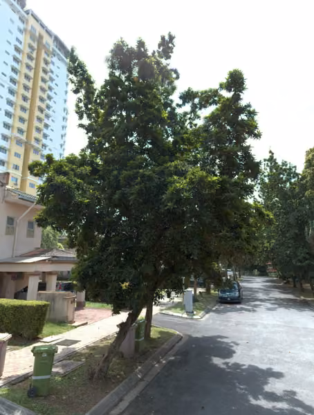 tree photo